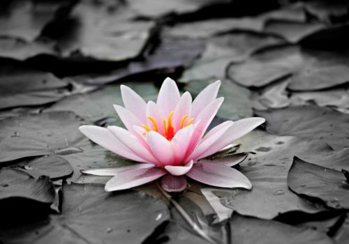 water lily 1510707_1920